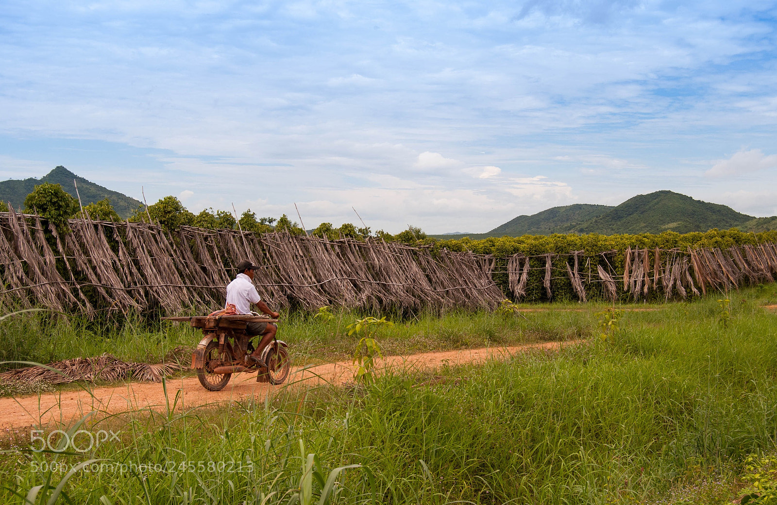 Nikon D3000 sample photo. Pepper plantation in kampot photography