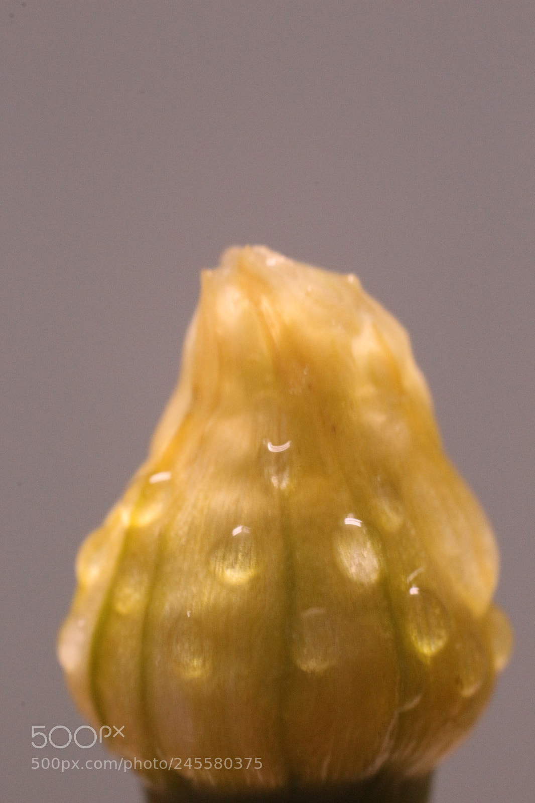 Canon EOS 700D (EOS Rebel T5i / EOS Kiss X7i) sample photo. Flower photography