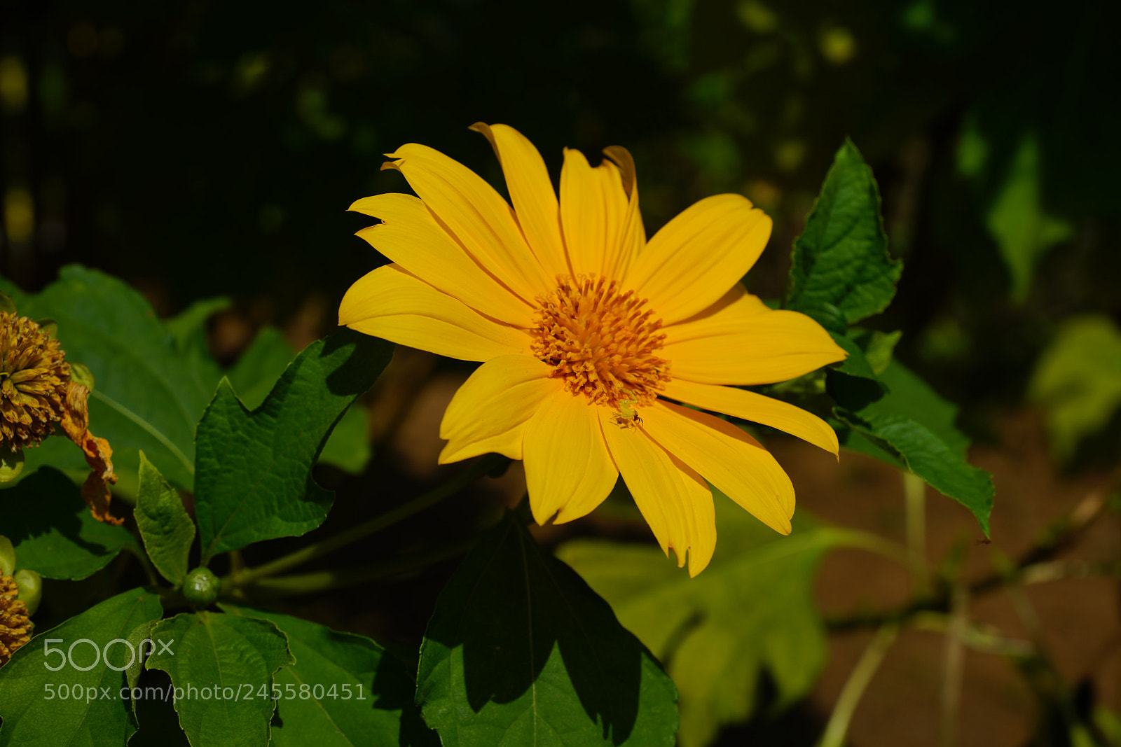 Sony a99 II sample photo. Untitled photography