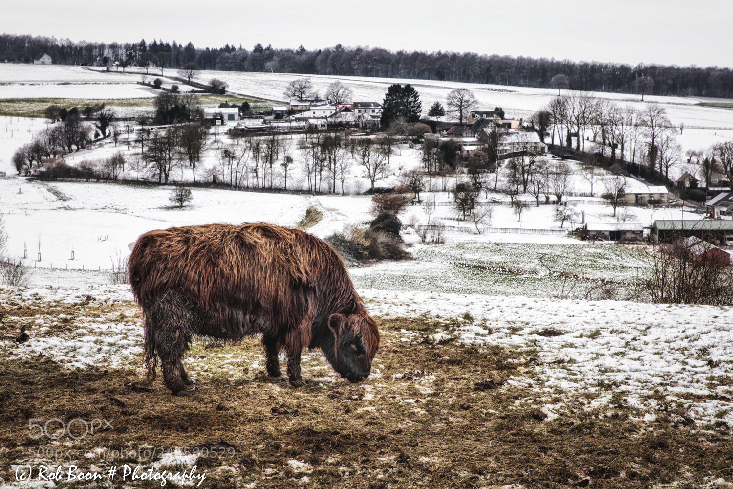 Canon EOS 5DS sample photo. Highland cow @ vijlen photography