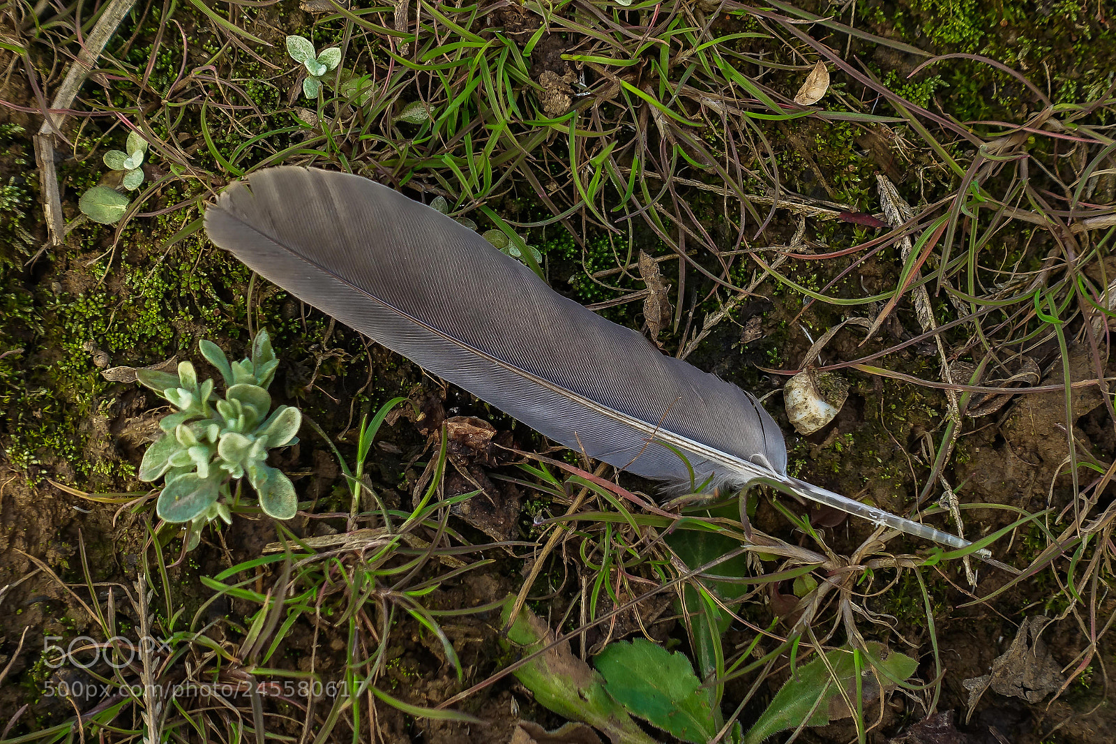 Sony Cyber-shot DSC-RX100 III sample photo. Feather photography