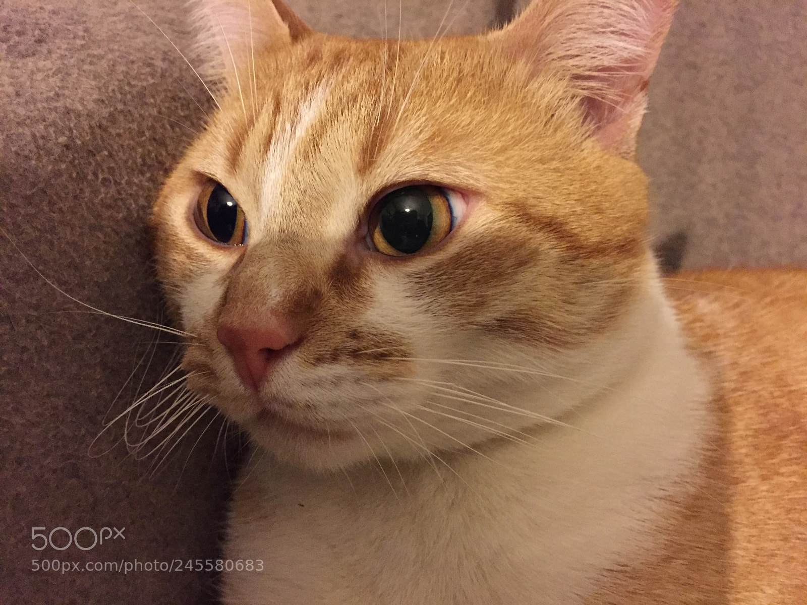 Apple iPhone 6 sample photo. Untitled photography