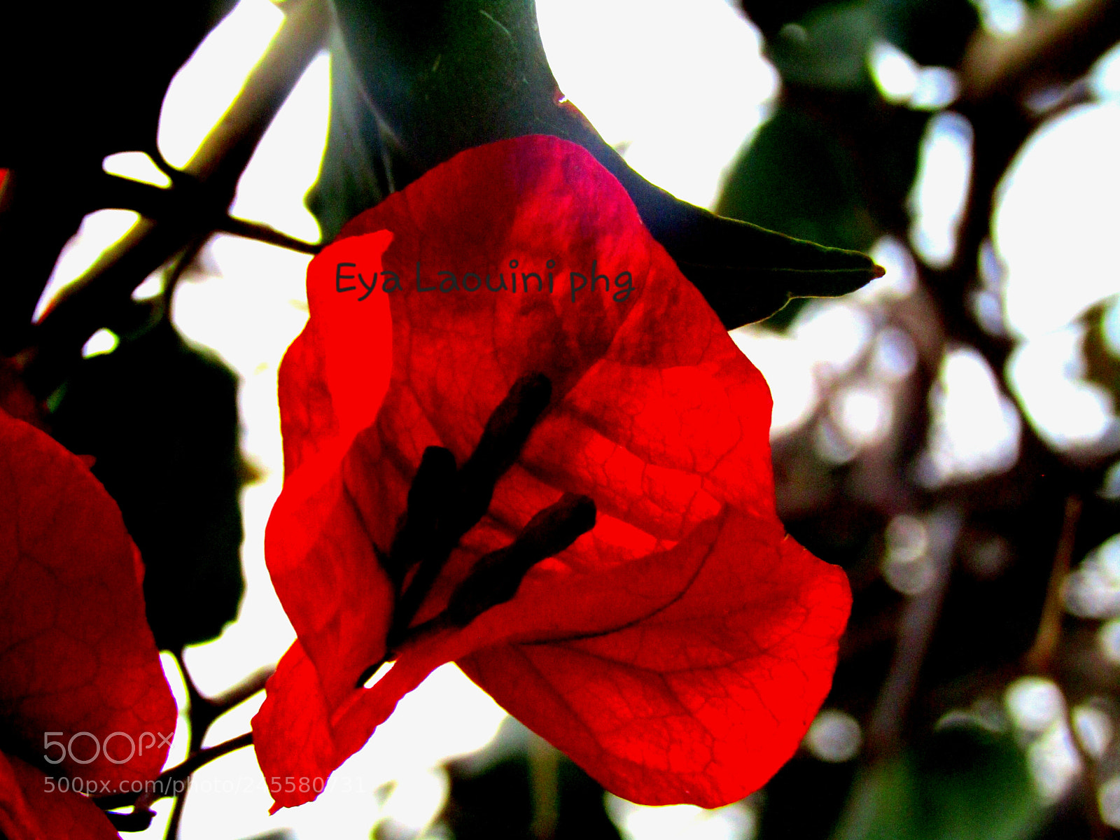 Canon PowerShot SX410 IS sample photo. Flowers  bizerte photography