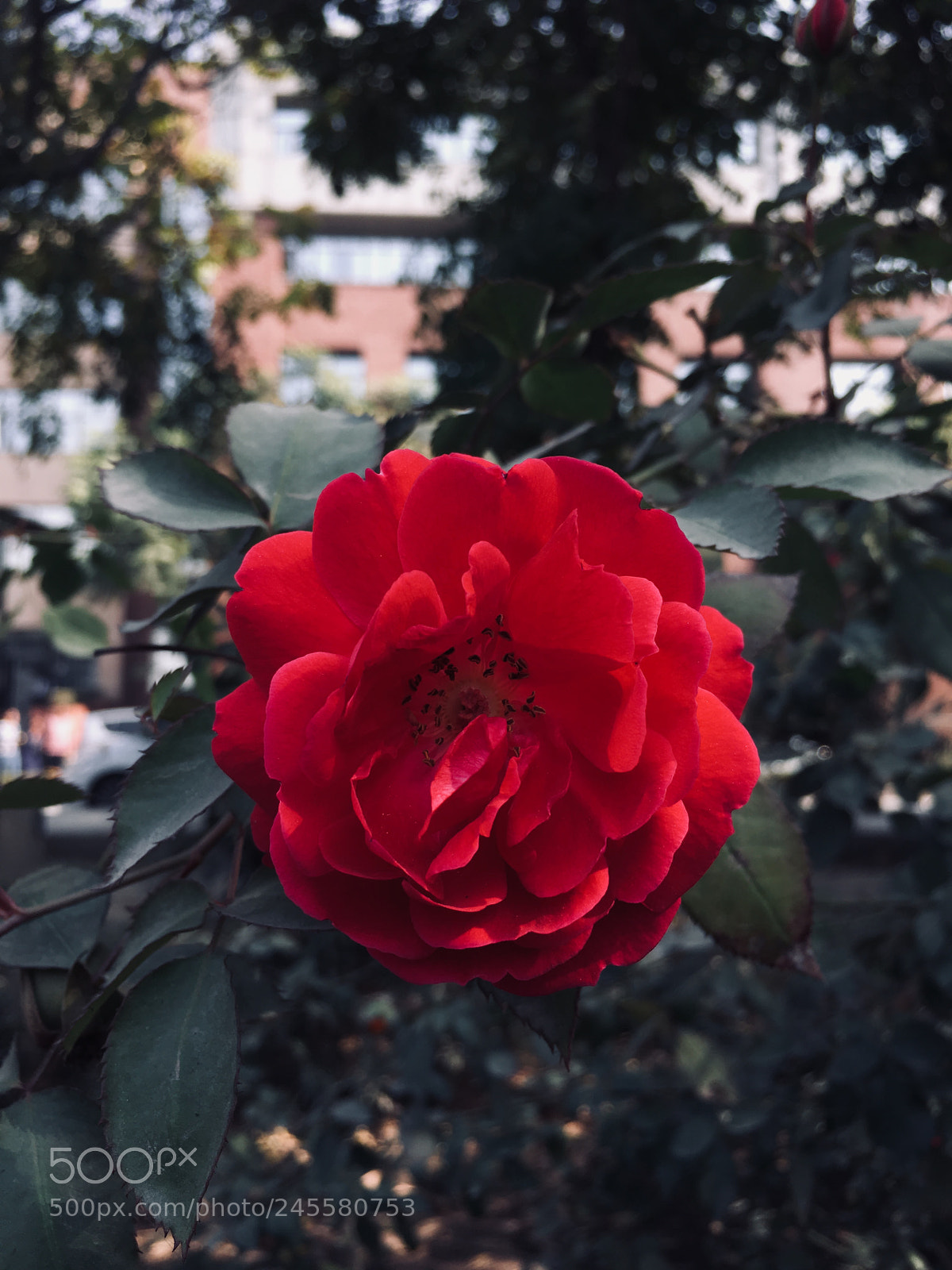 Apple iPhone 6s sample photo. Rose ? photography