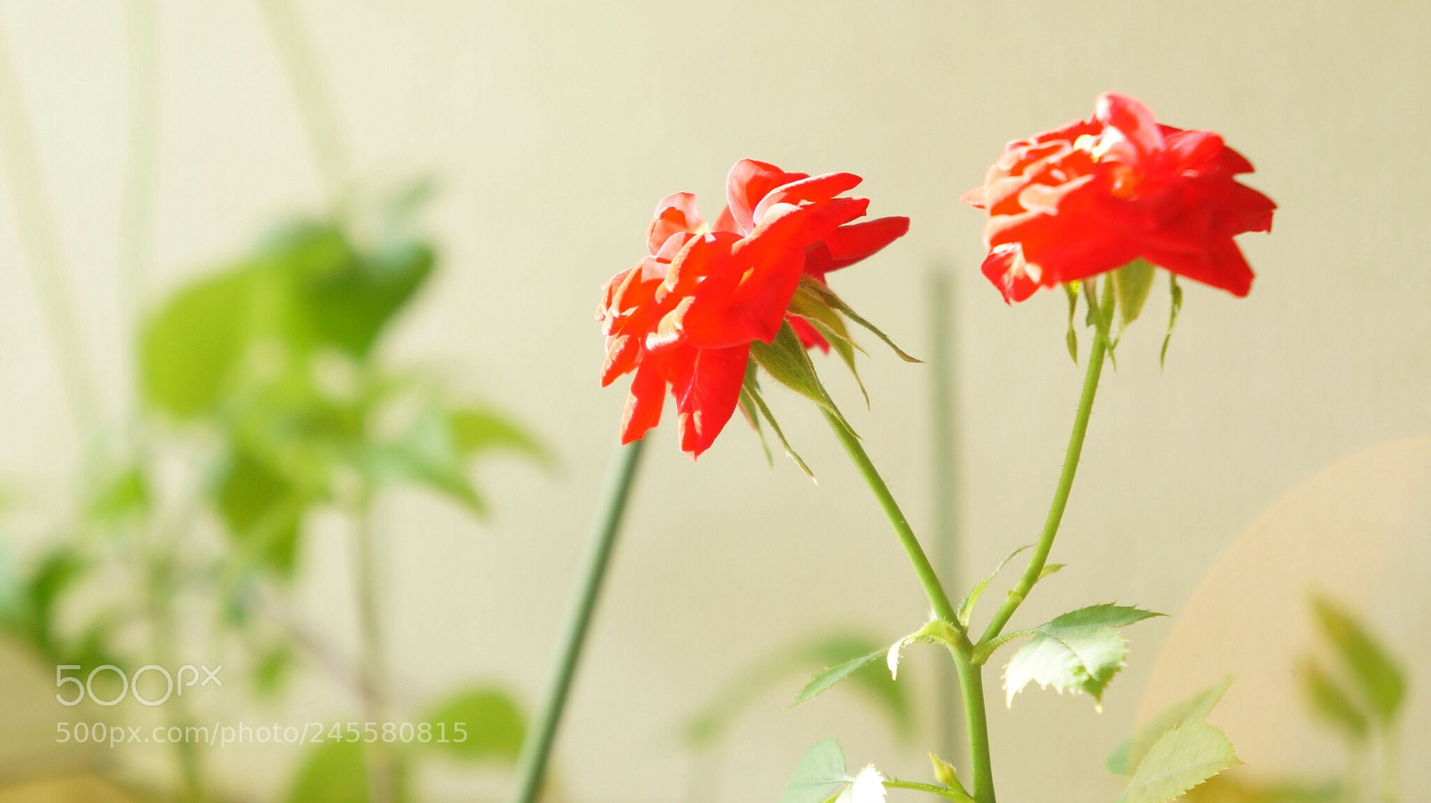 Sony Alpha NEX-5N sample photo. Untitled photography