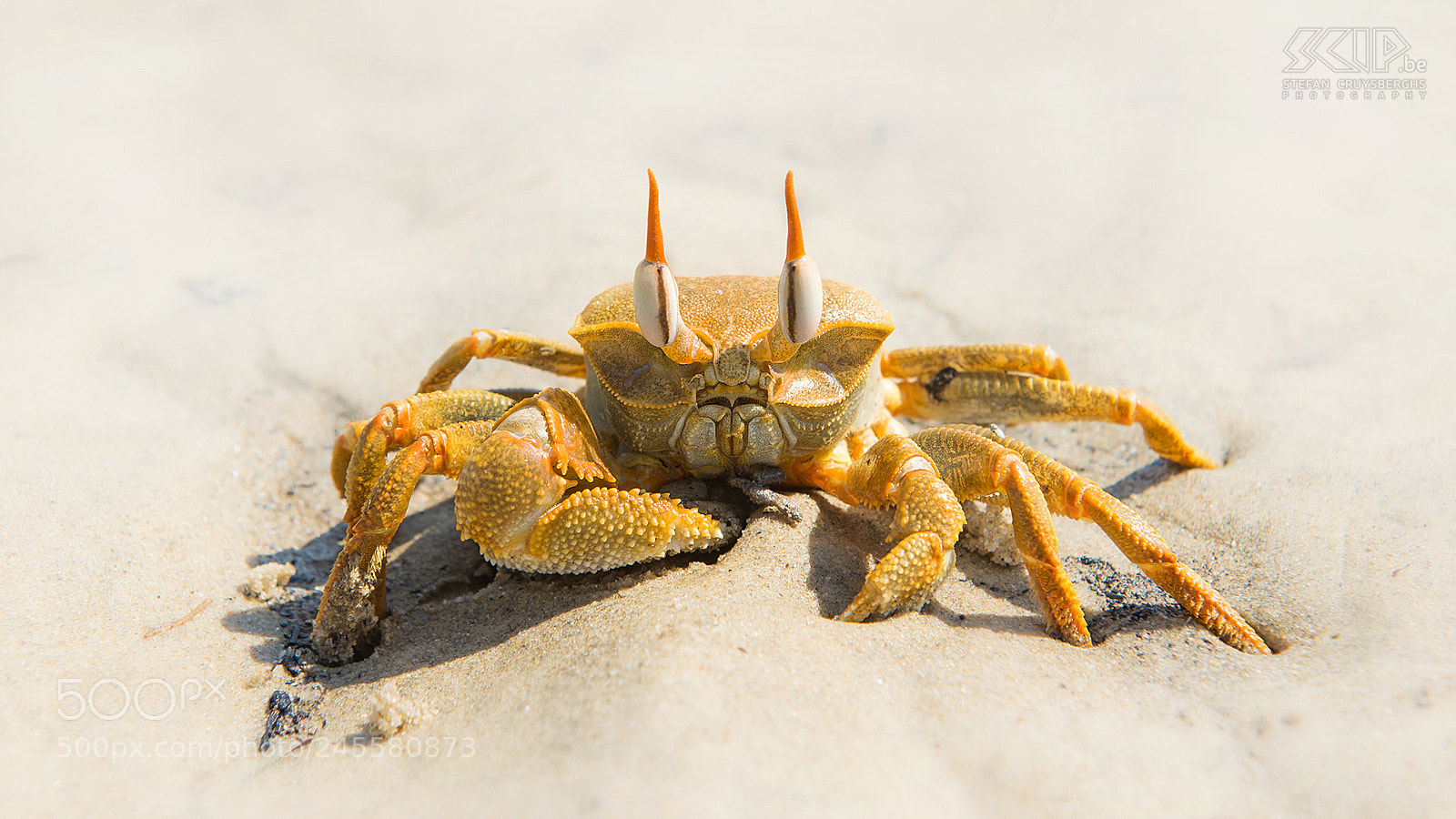 Nikon D610 sample photo. Horned ghost green crab photography