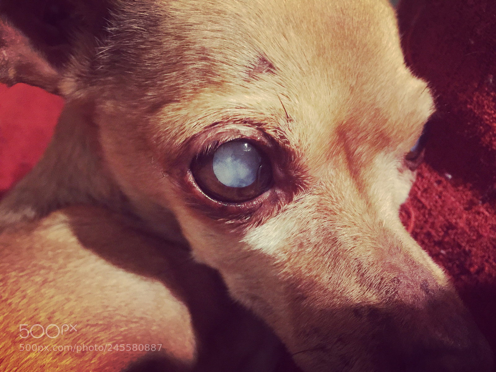 Apple iPhone 6 Plus sample photo. Rosie rose? photography