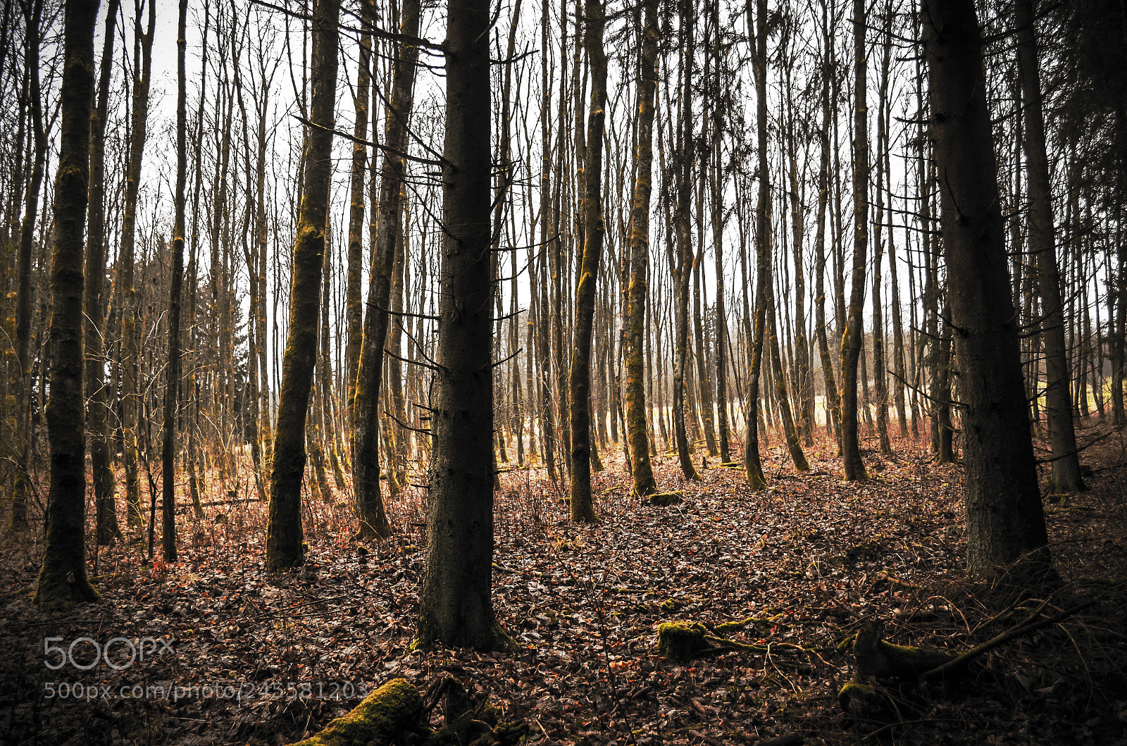 Nikon D5100 sample photo. Woods photography