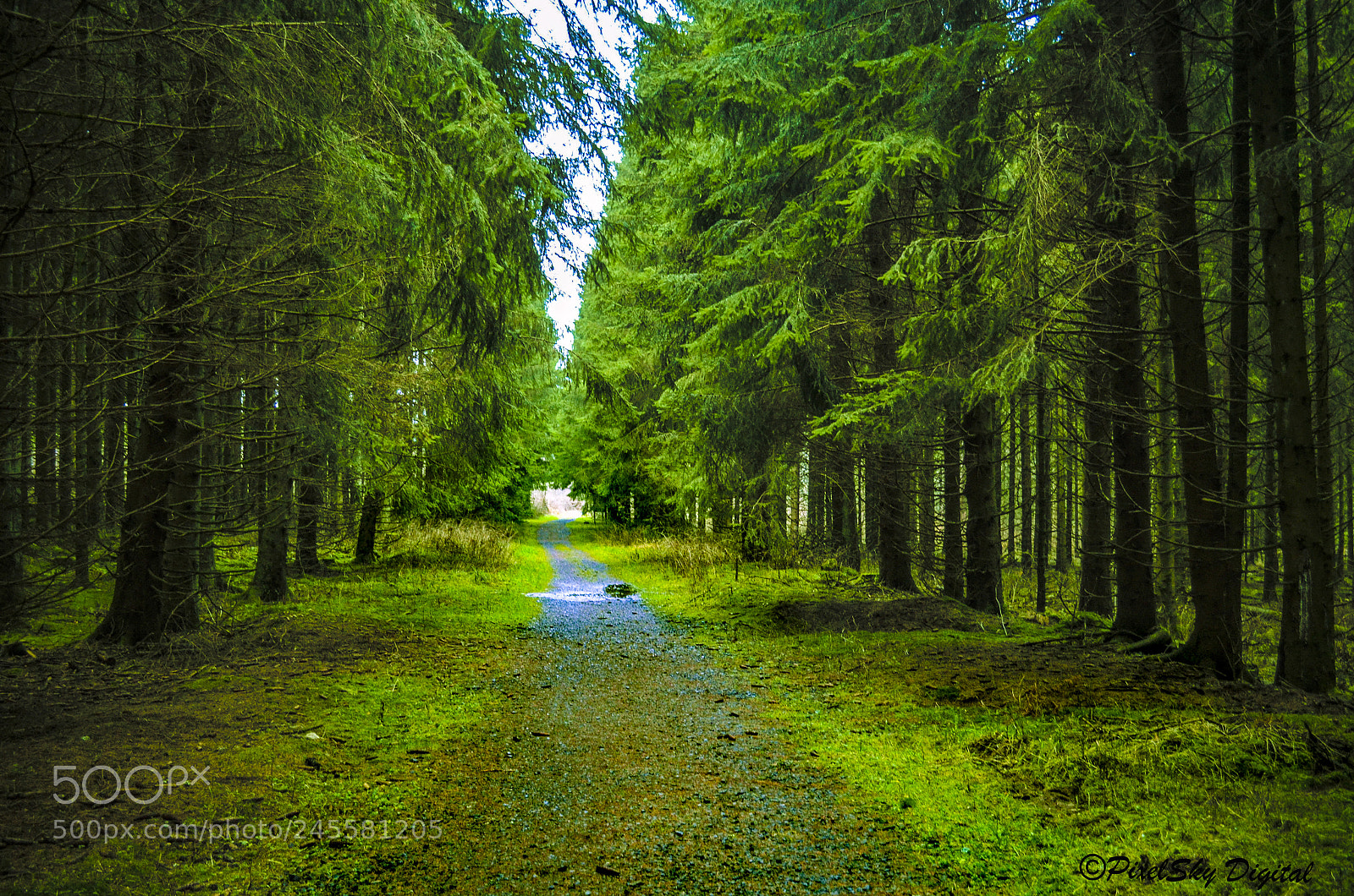 Nikon D5100 sample photo. Trail photography