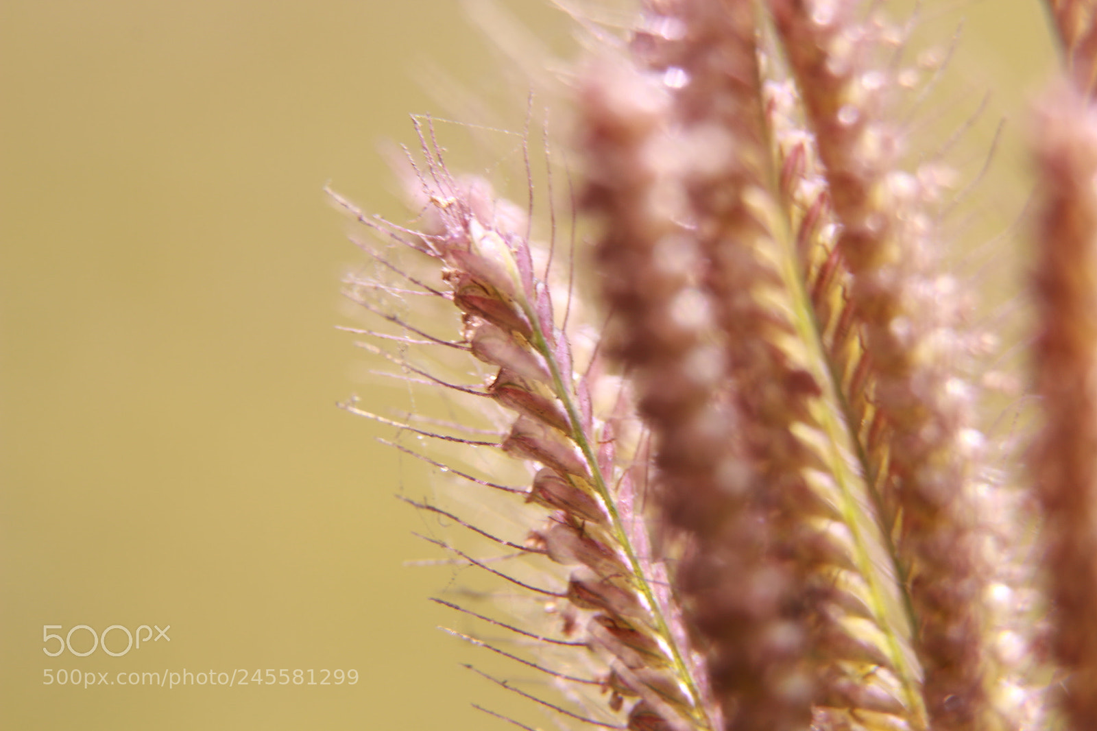 Canon EOS 700D (EOS Rebel T5i / EOS Kiss X7i) sample photo. Grass photography
