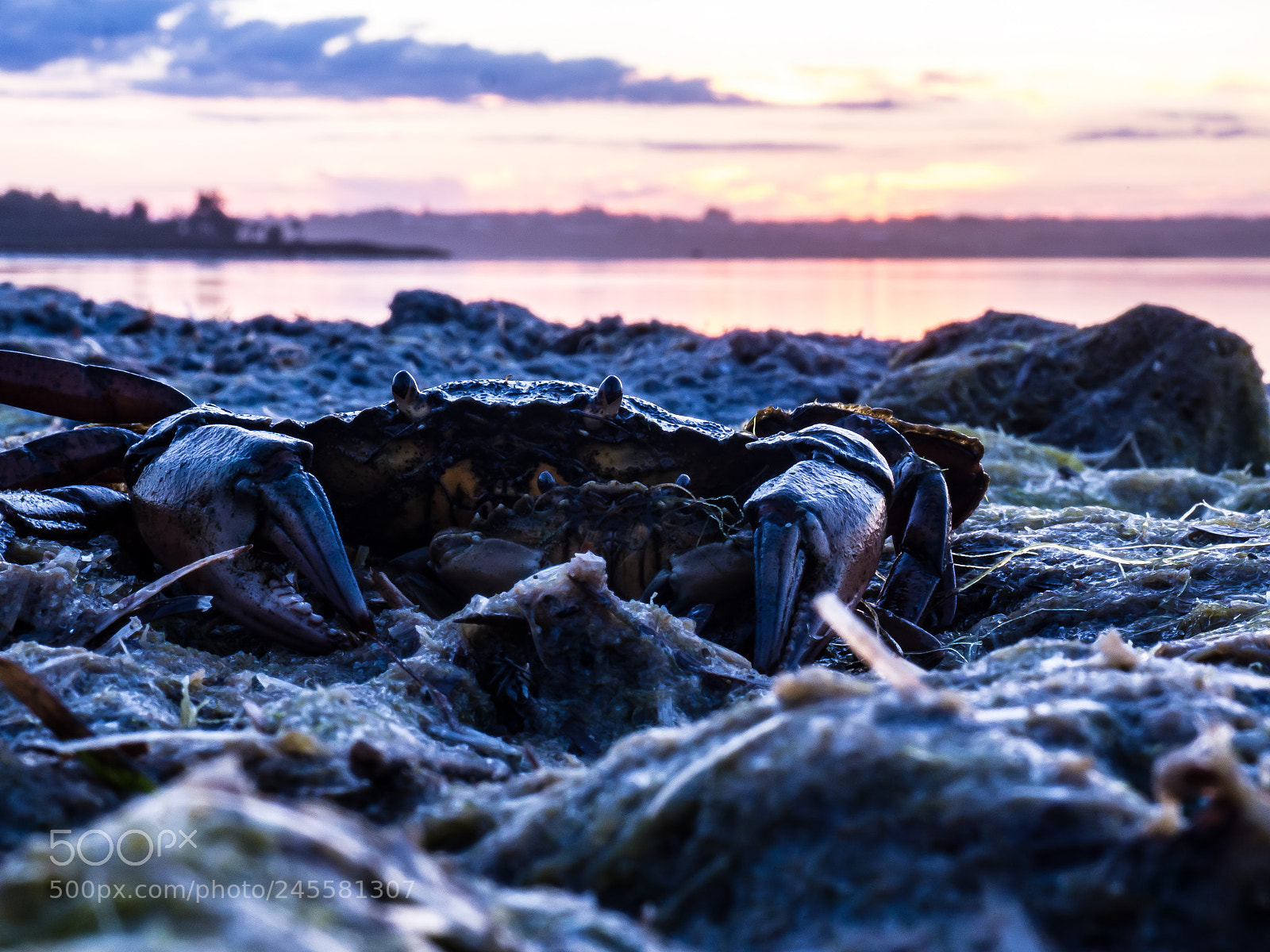 Olympus OM-D E-M10 sample photo. Australia - victoria crab photography