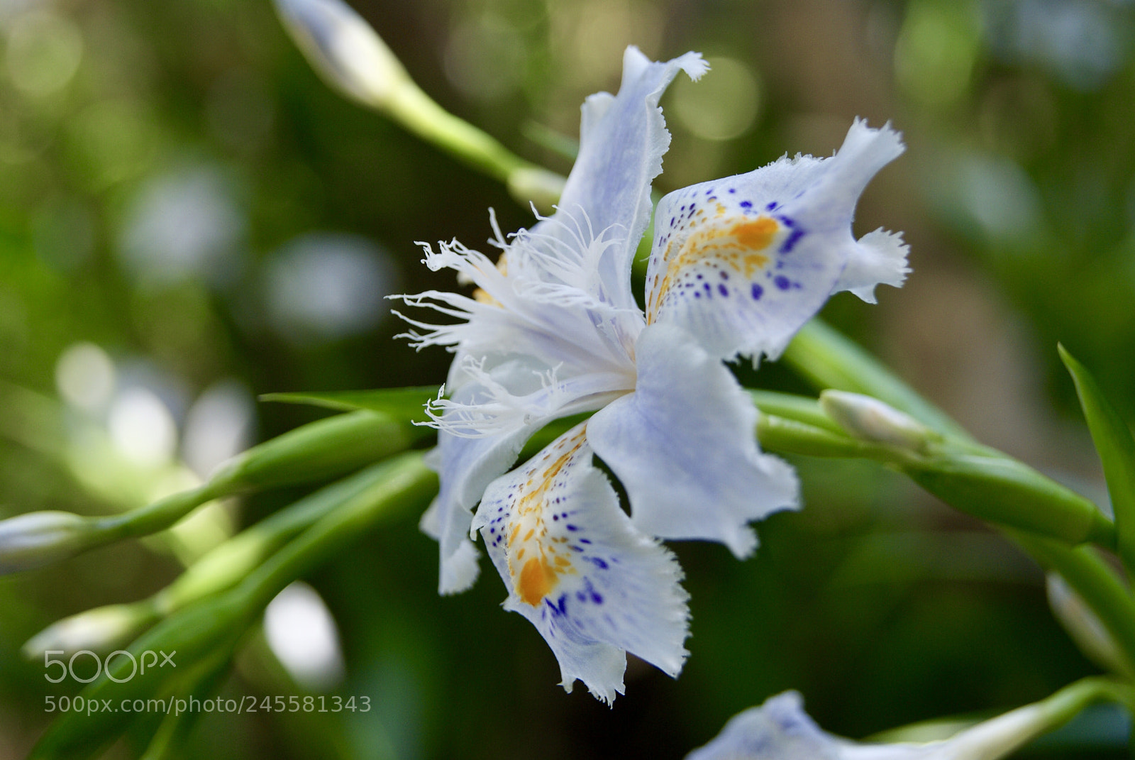 Sony Alpha DSLR-A330 sample photo. 法華経寺のシャガ photography