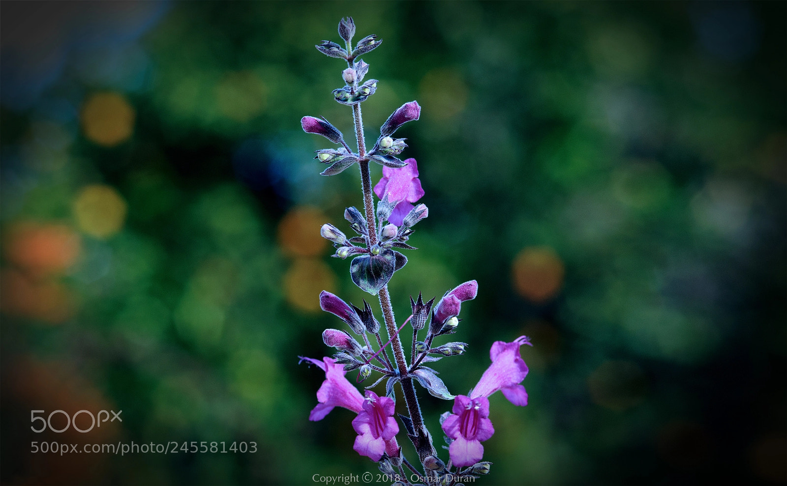 Nikon D300 sample photo. Flowers on a branch photography