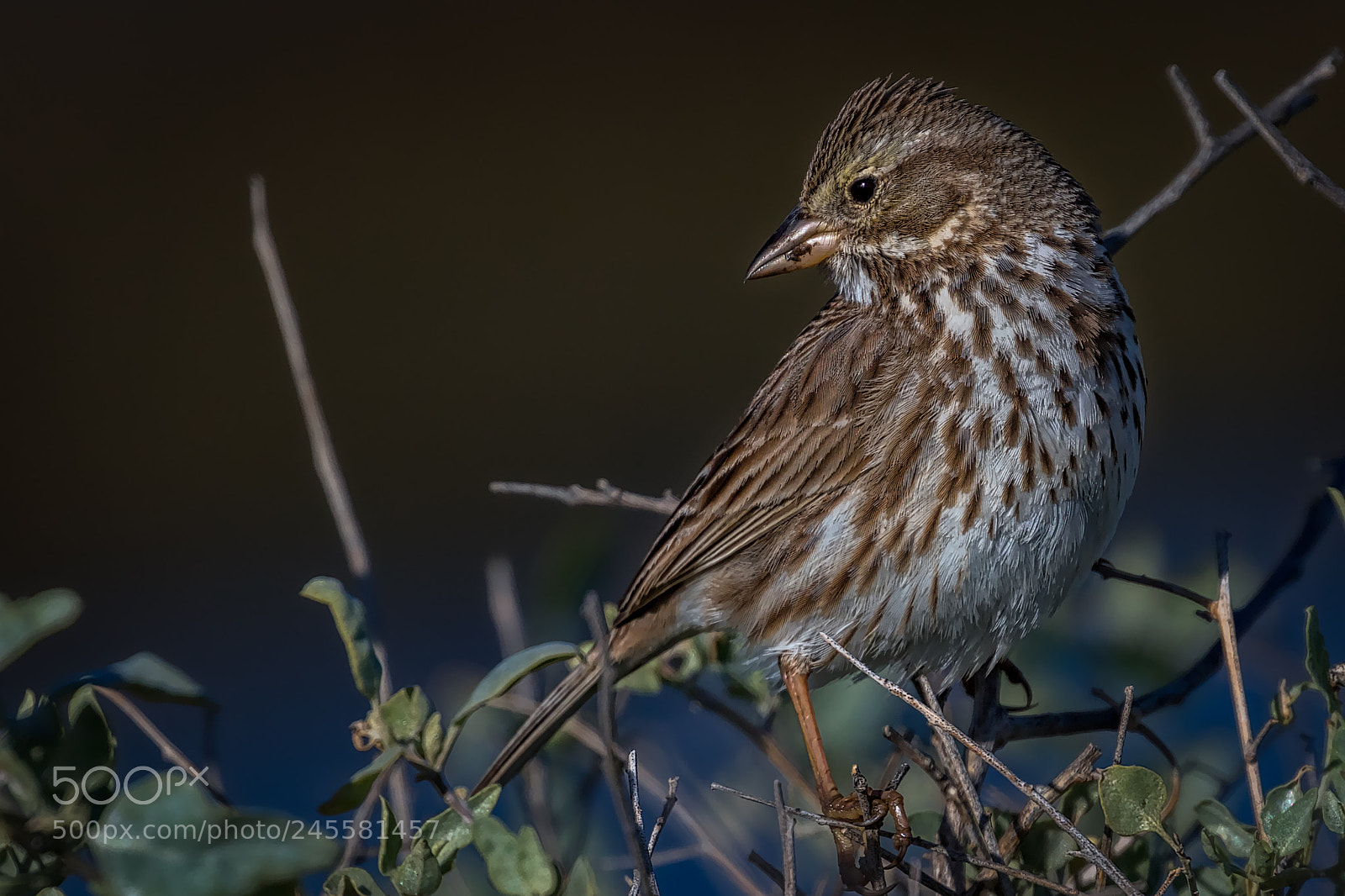 Canon EOS 7D Mark II sample photo. Savannah sparrow in profile photography