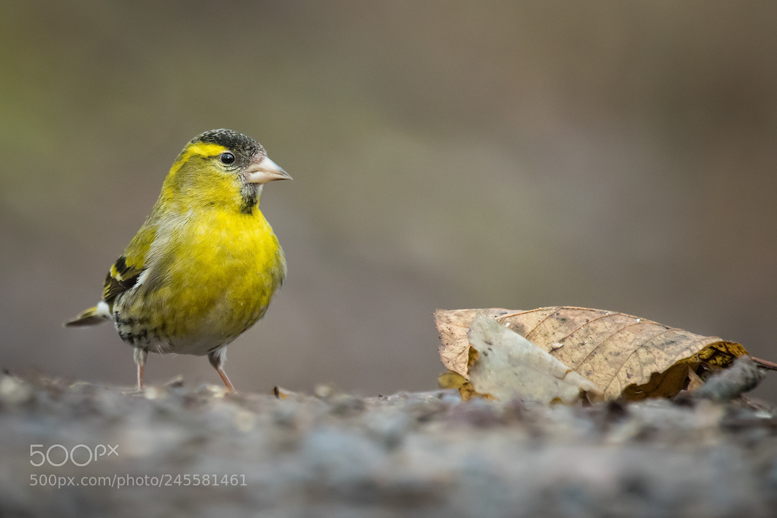 Canon EOS 7D Mark II sample photo. Siskin photography