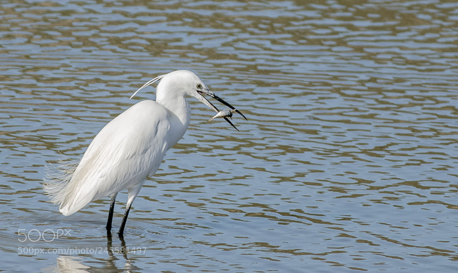 Canon EOS 6D Mark II sample photo. Little egret photography
