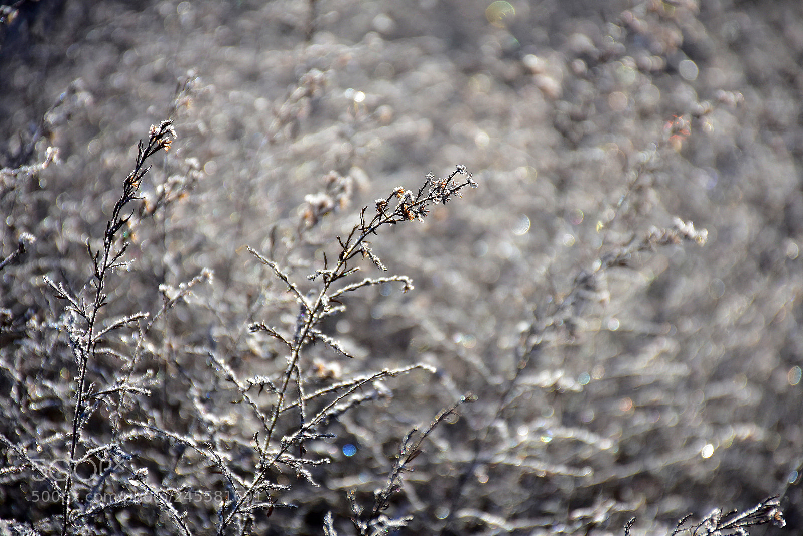 Nikon D7200 sample photo. Branches in a frosty photography