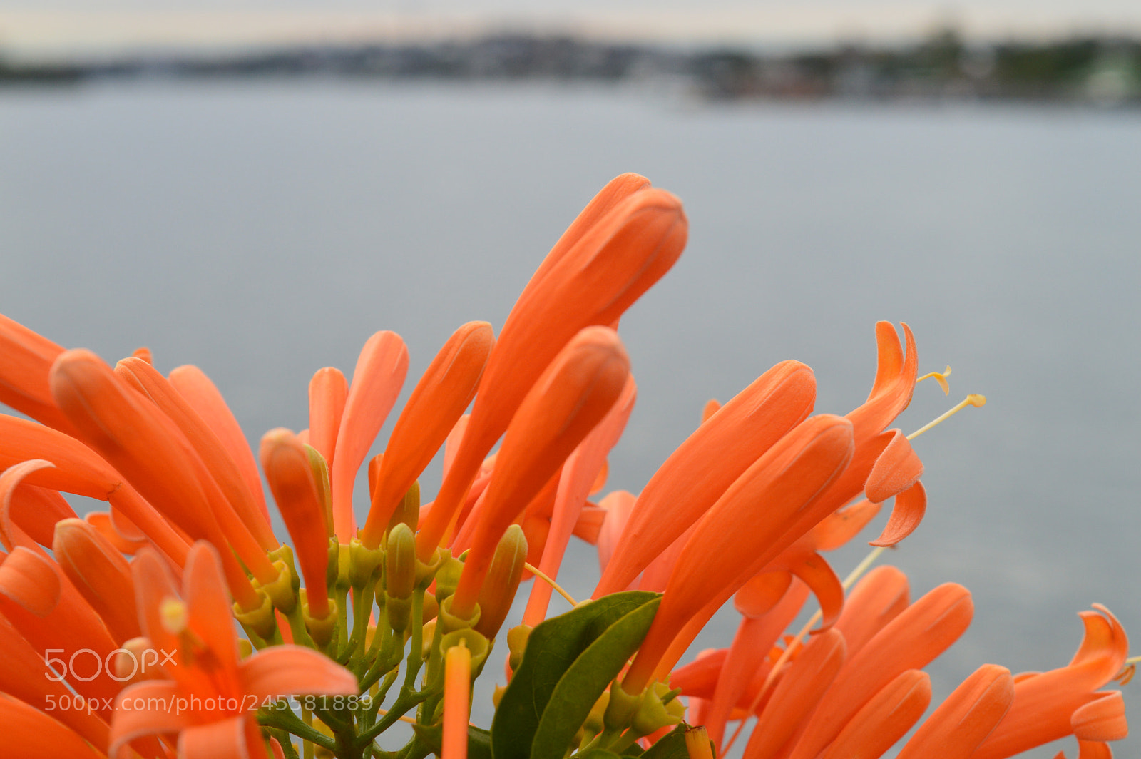 Nikon D3200 sample photo. Orange glow photography