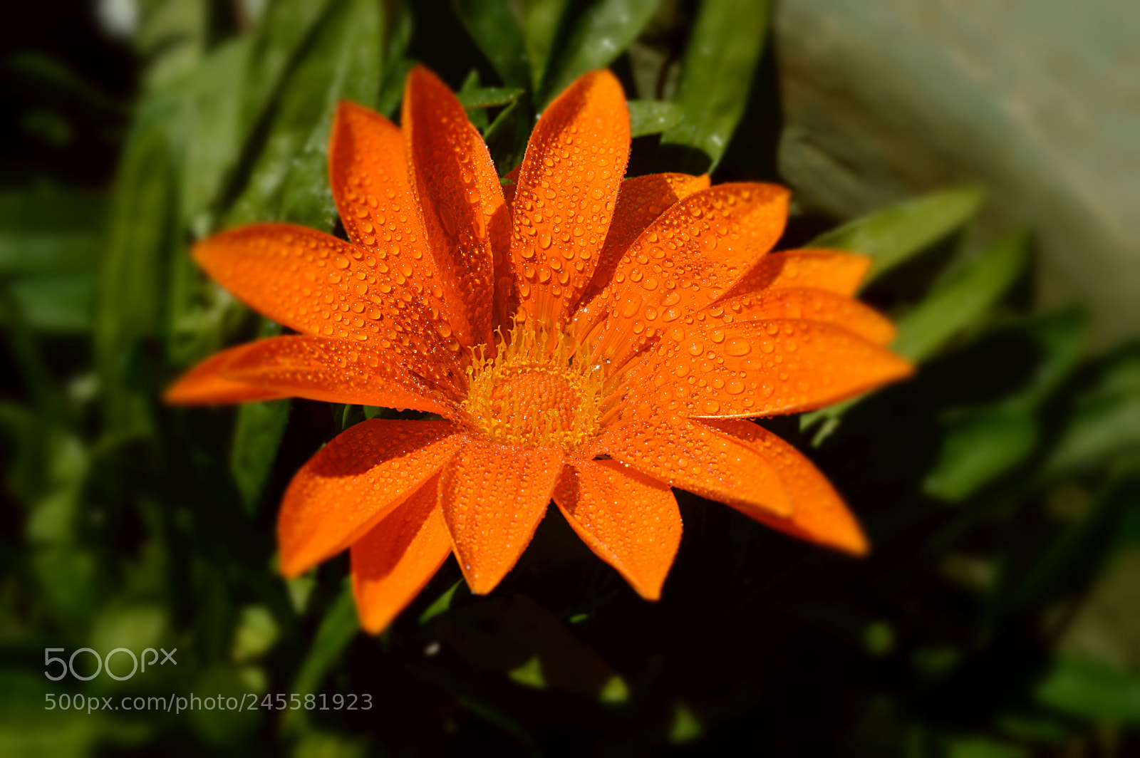 Nikon D3200 sample photo. Orange in the sunshine photography