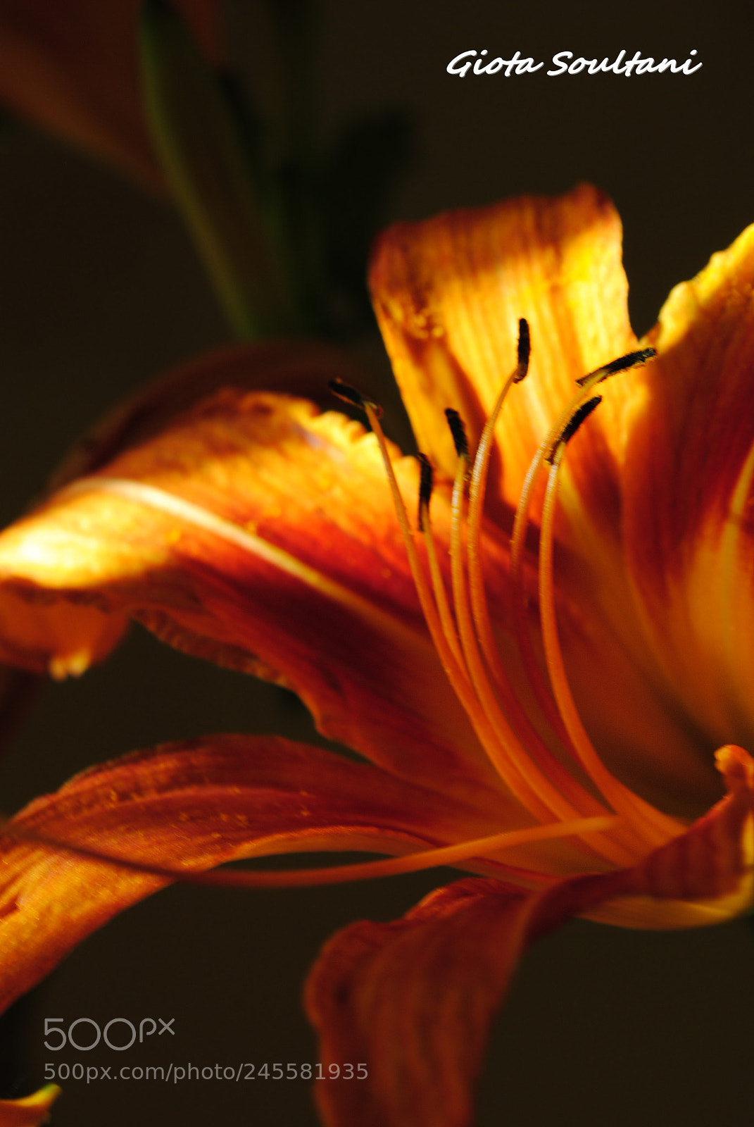 Nikon D3000 sample photo. Lily photography