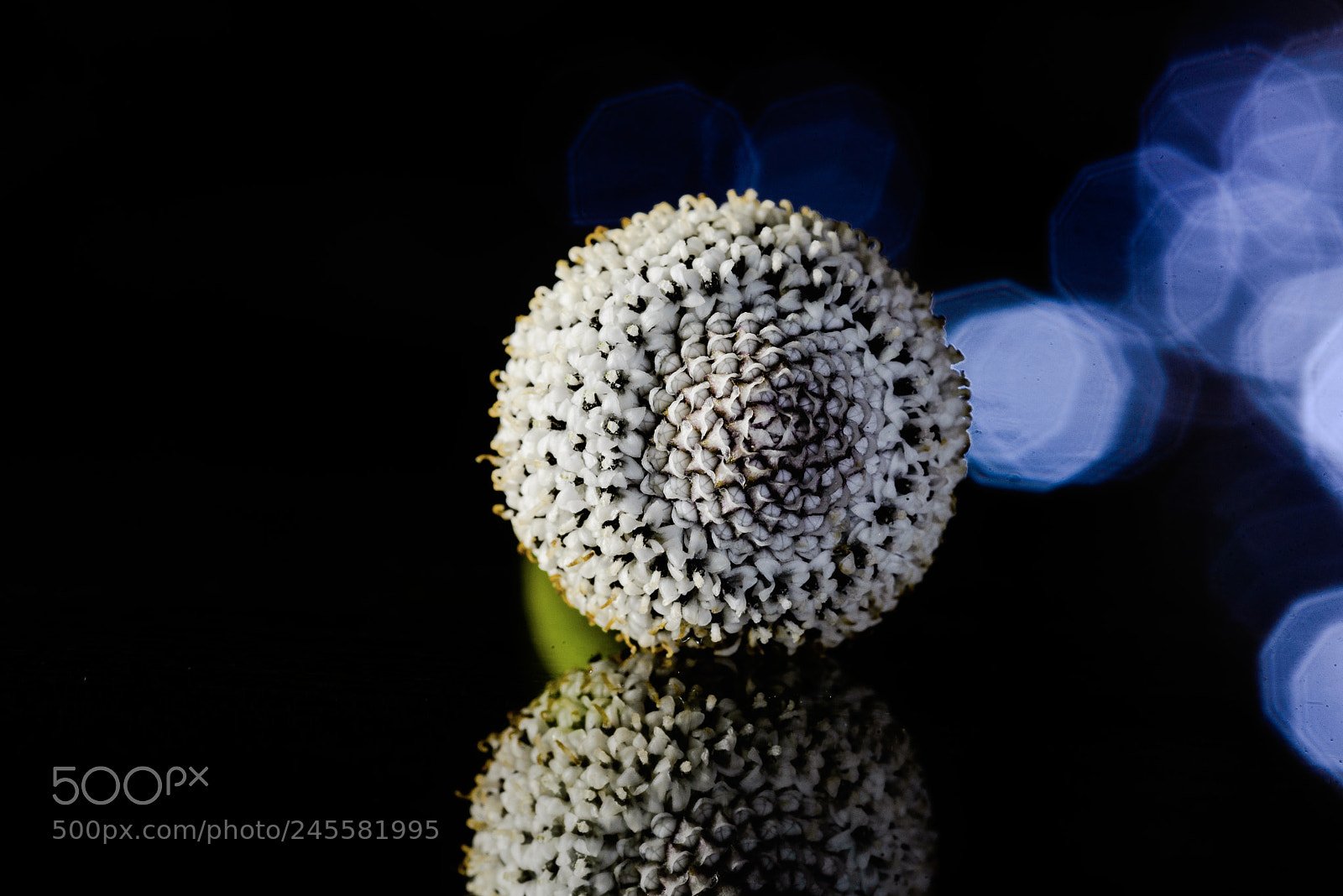 Nikon D600 sample photo. Flower photography