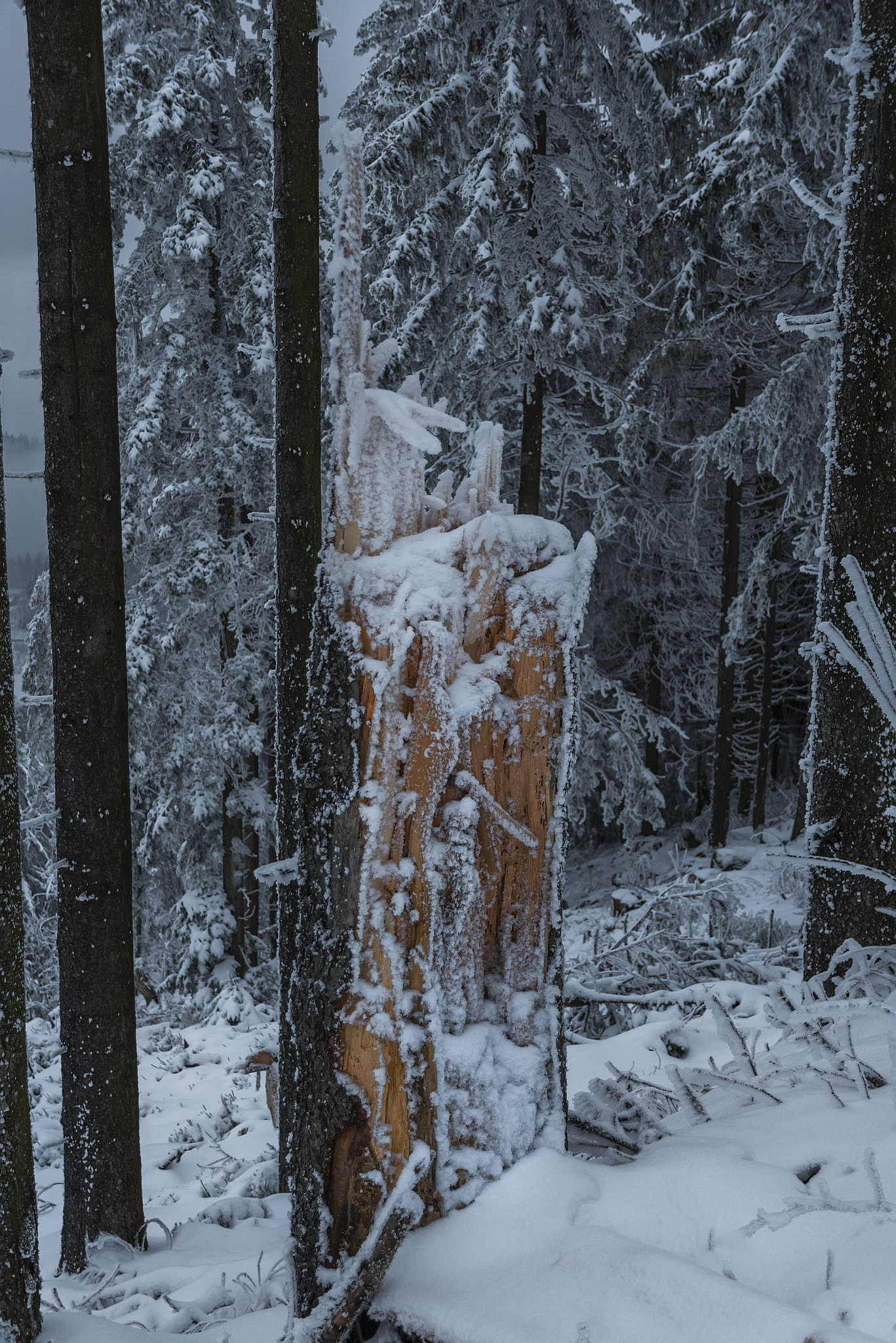 Nikon D500 sample photo. Witnesses of storm "friederike" photography