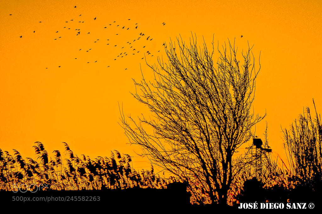 Nikon D300 sample photo. Back home at sunset photography