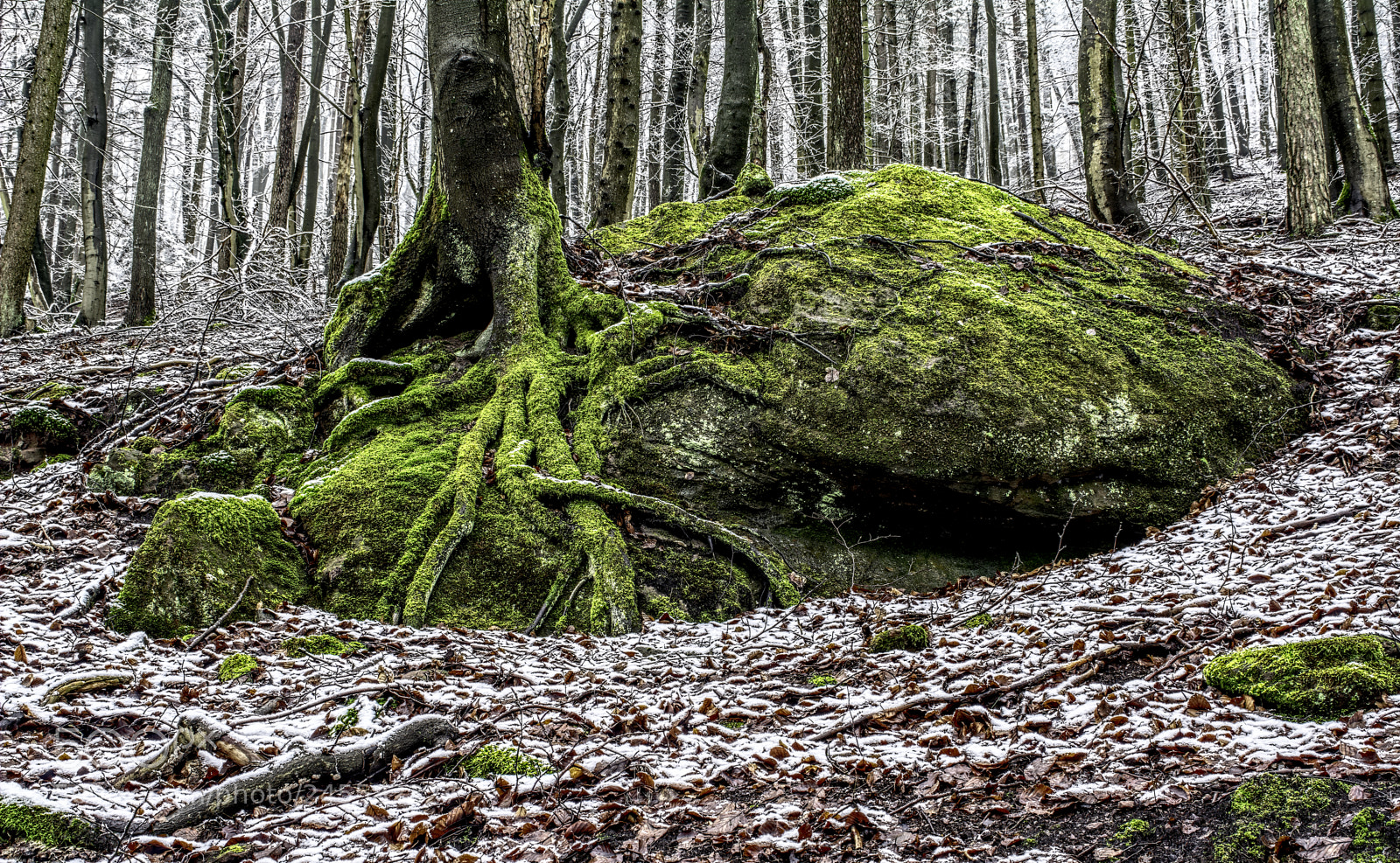 Nikon D7100 sample photo. Forest31 photography
