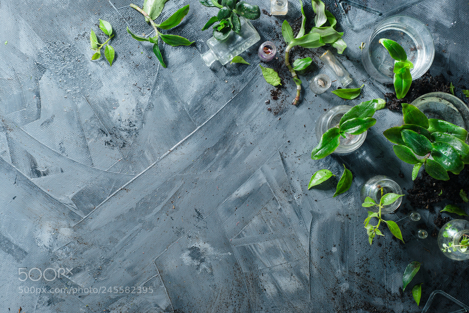 Nikon D800 sample photo. Header with botanical still photography