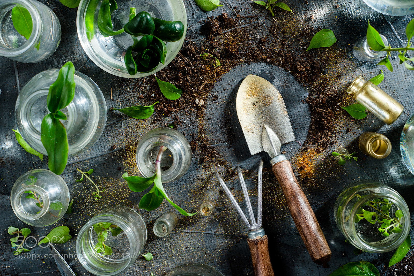 Nikon D800 sample photo. Header with botanical still photography
