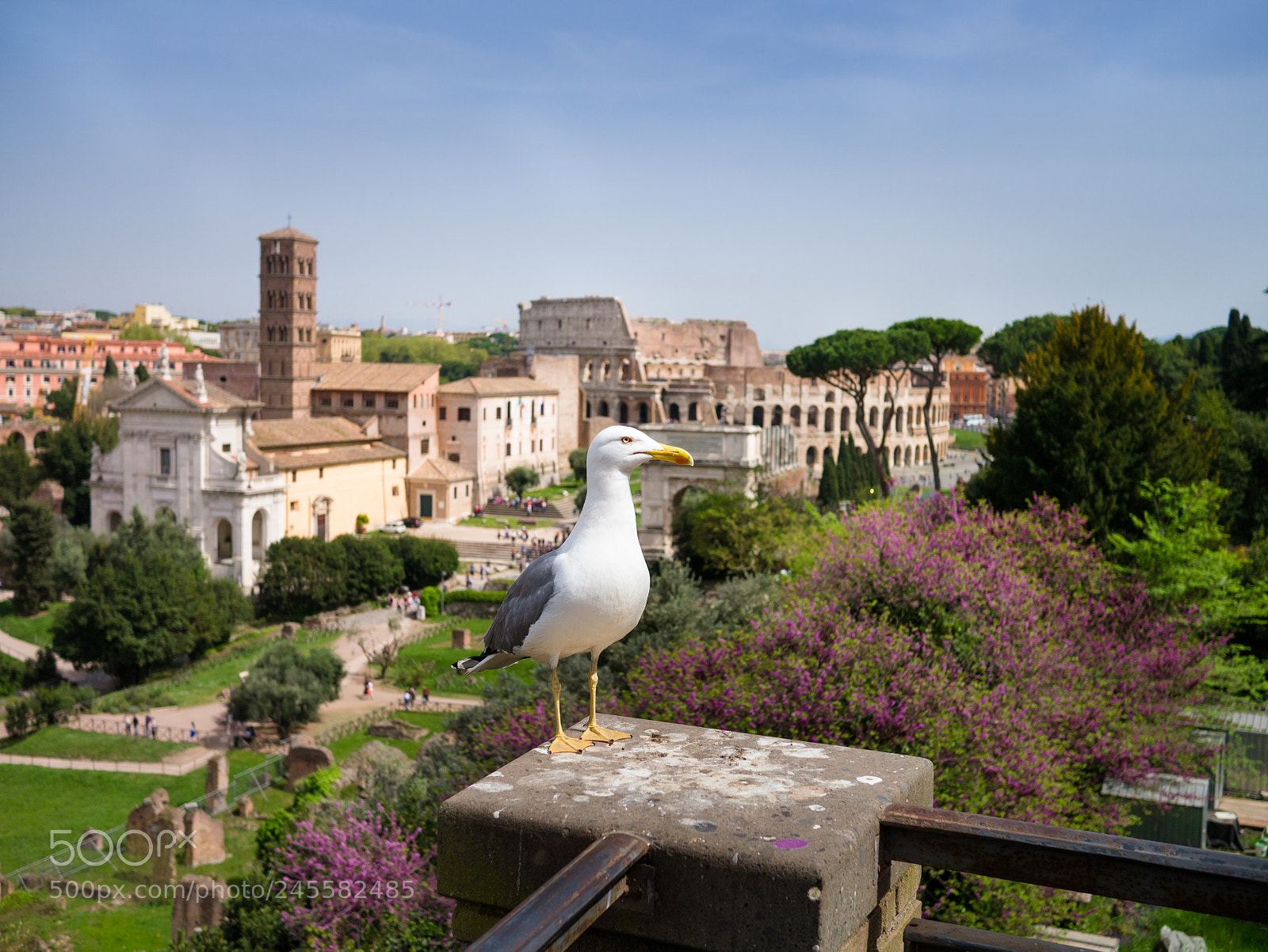Panasonic Lumix DMC-G3 sample photo. Tourist with feathers photography