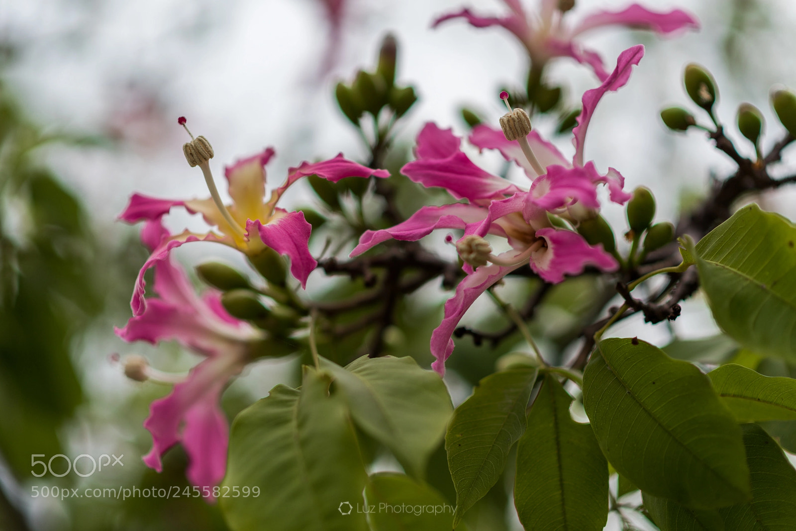 Nikon D810 sample photo. Come across a redbud photography