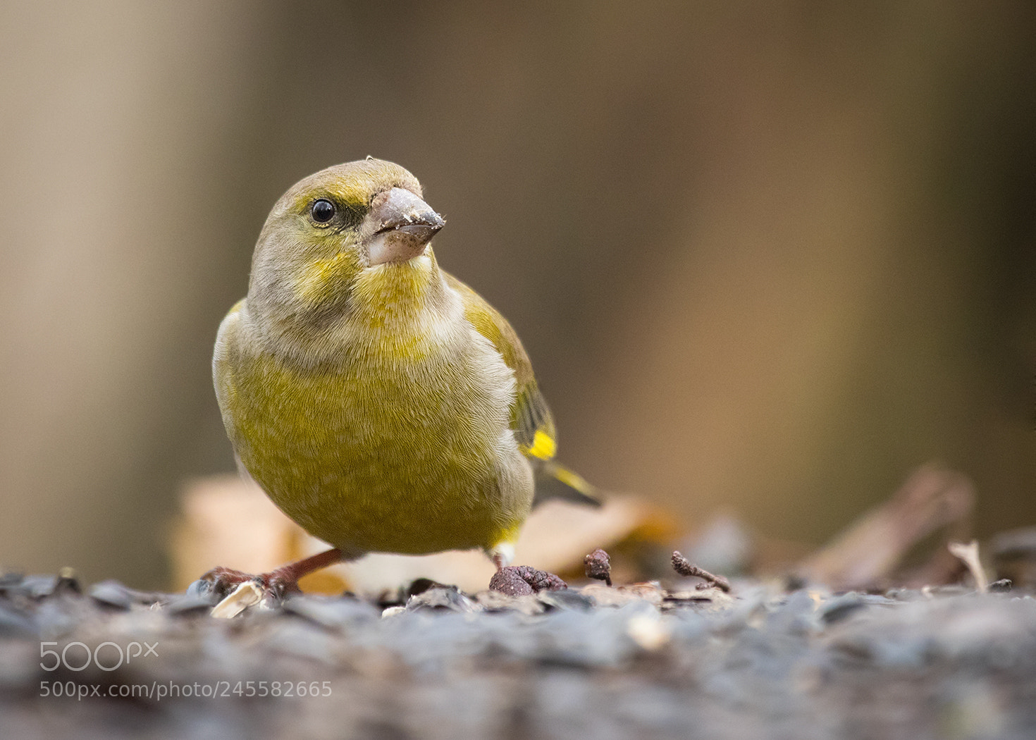 Canon EOS 7D Mark II sample photo. European greenfinch photography