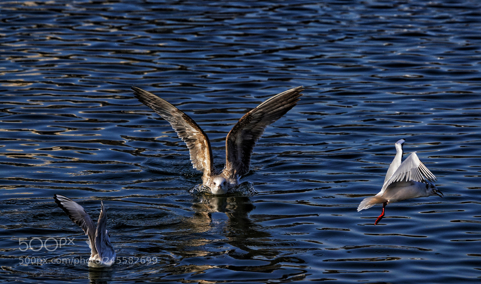 Sony a99 II sample photo. 天津海河边抓拍 photography