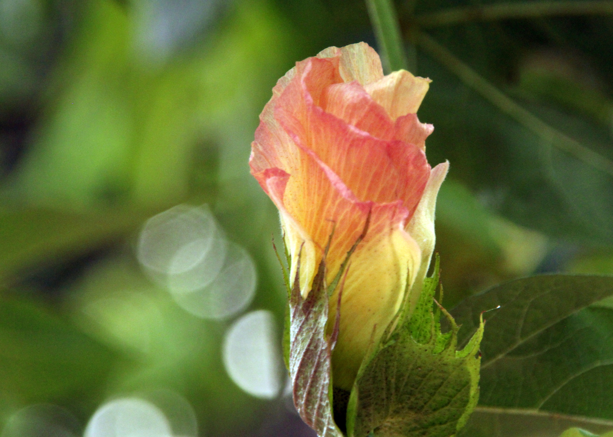 Canon EOS 700D (EOS Rebel T5i / EOS Kiss X7i) + Sigma 18-200mm f/3.5-6.3 DC OS sample photo. Quite beautiful flower bud. photography