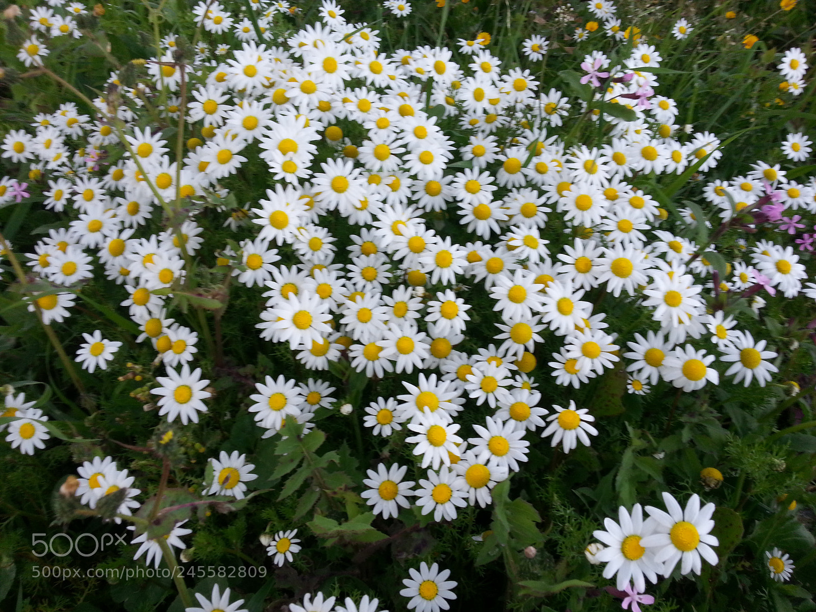 Samsung Galaxy S3 sample photo. Untitled photography