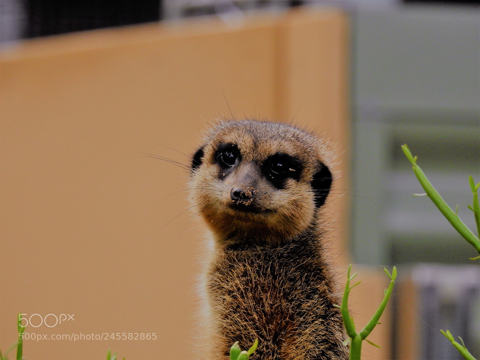 Nikon Coolpix P900 sample photo. Meerkat photography
