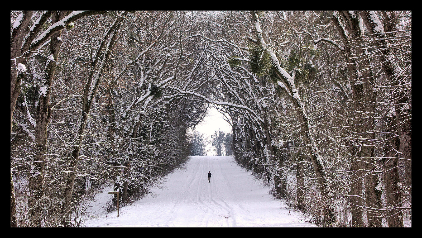 Sony Cyber-shot DSC-RX100 sample photo. Winter run photography