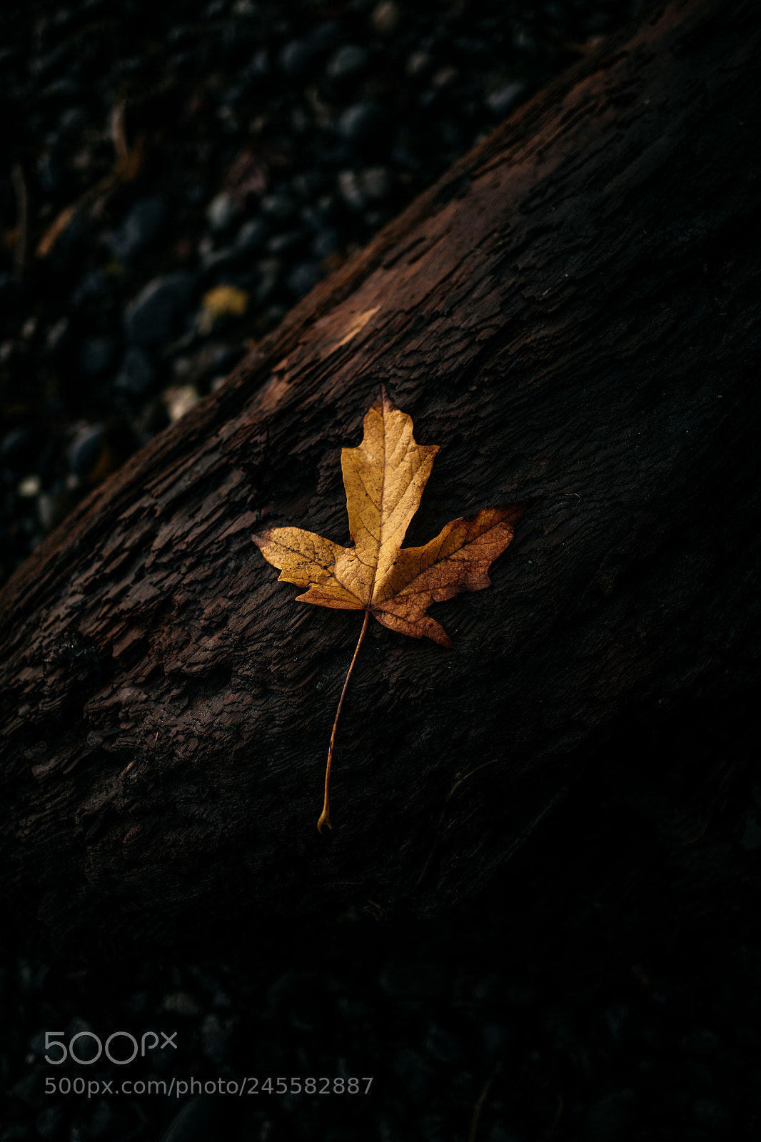 Nikon D850 sample photo. Winter photography