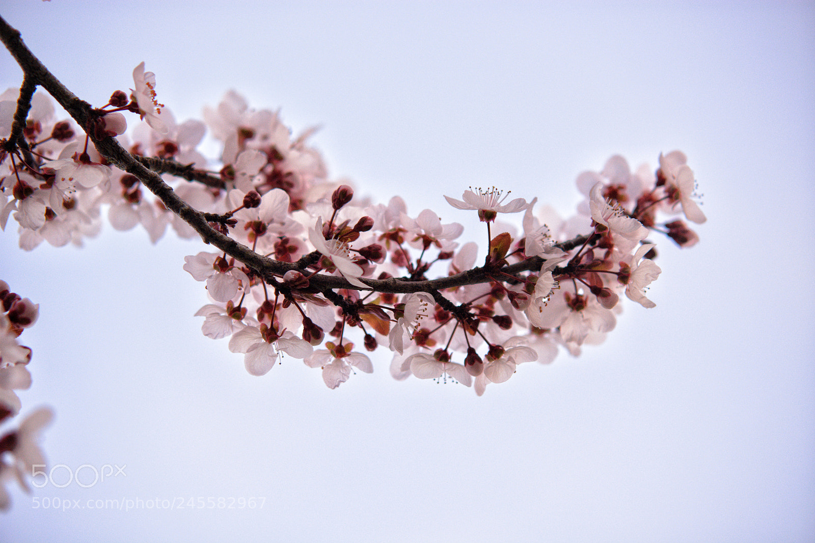Nikon D5200 sample photo. Cherry blossom photography