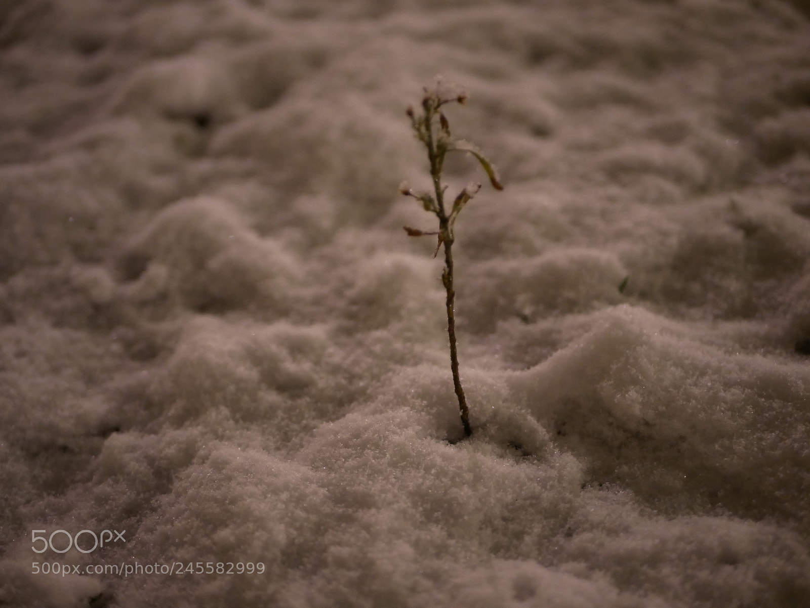 Panasonic Lumix DMC-GX85 (Lumix DMC-GX80 / Lumix DMC-GX7 Mark II) sample photo. Untitled photography