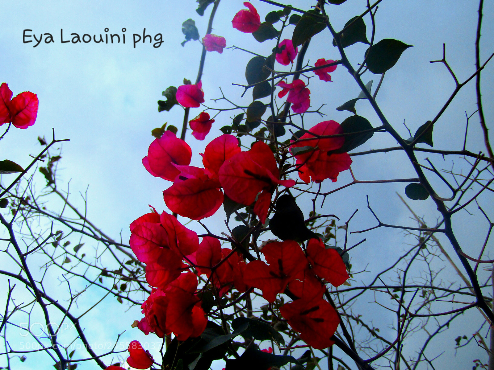 Canon PowerShot SX410 IS sample photo. Flowers photography