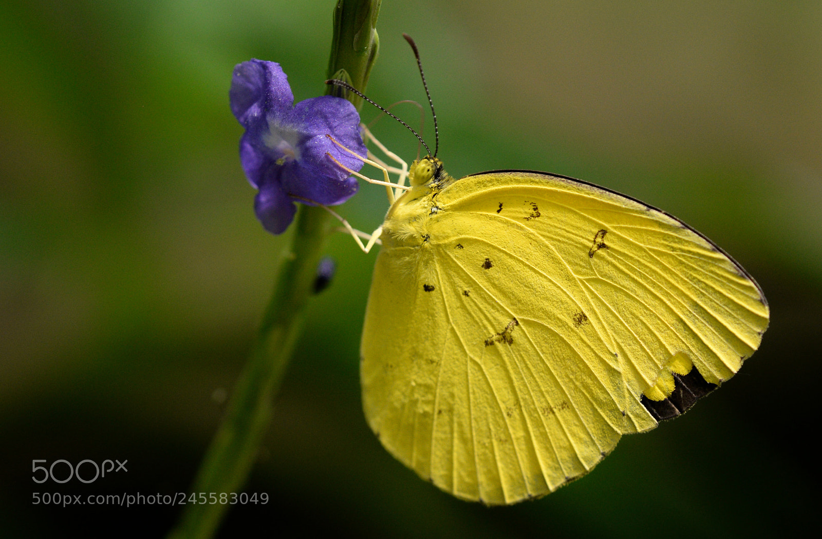 Nikon D610 sample photo. Common grass yellow butterfly photography