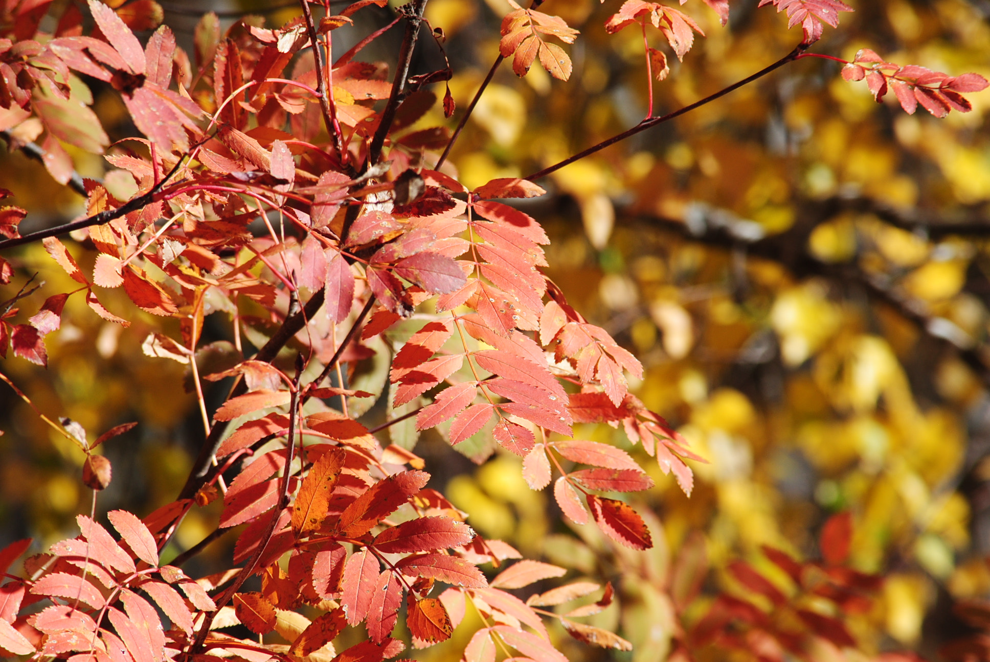 Nikon D3000 sample photo. Cores do outono photography