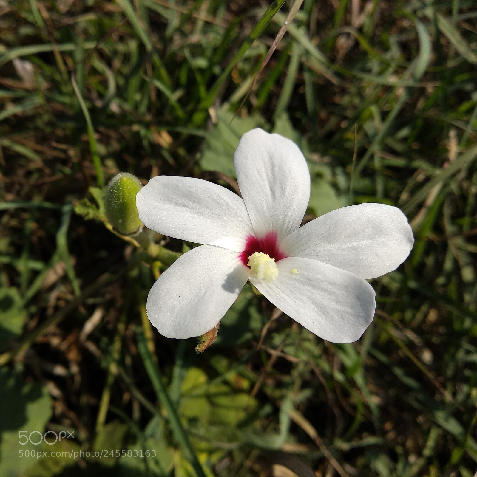 Xiaomi Mi A1 sample photo. White flower! photography