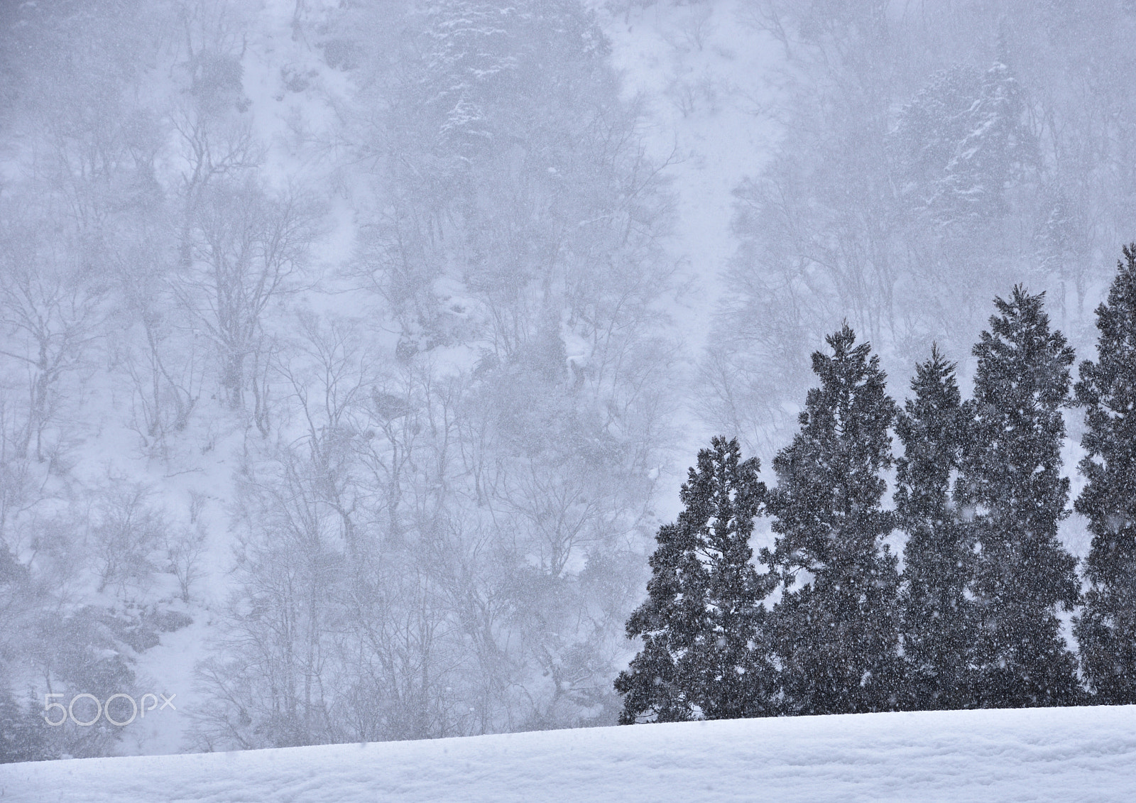 Nikon D7200 sample photo. 雪景 photography
