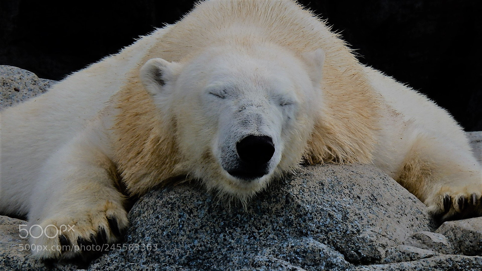 Olympus SP-100EE sample photo. Polar bear photography