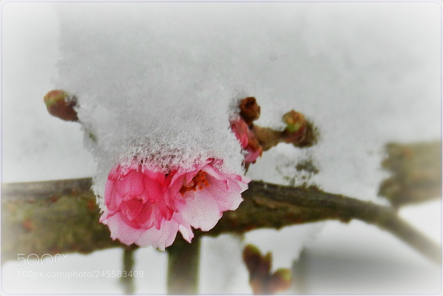 Nikon Coolpix P500 sample photo. Longing for springtime photography