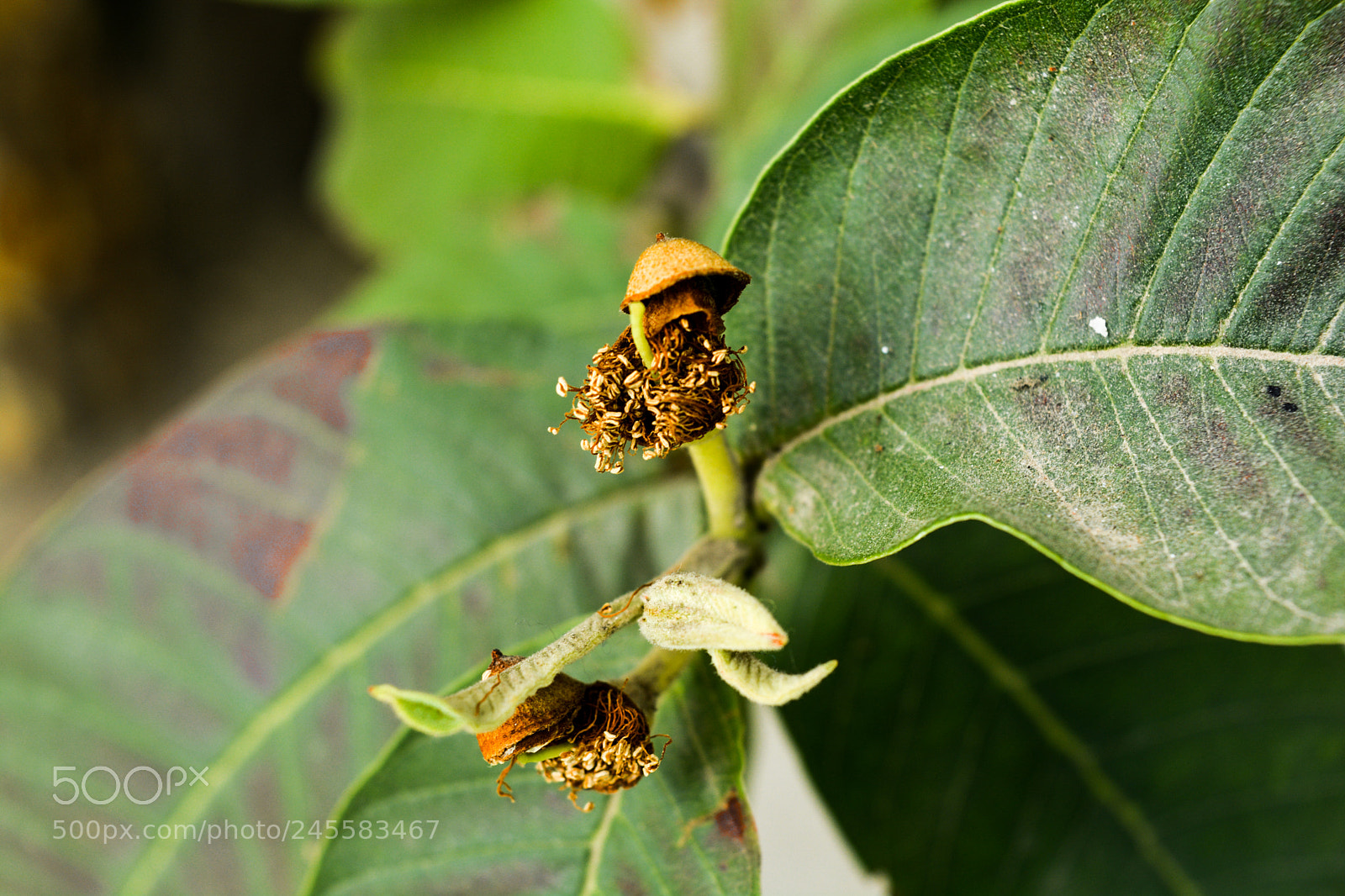 Nikon D5200 sample photo. Nature photography