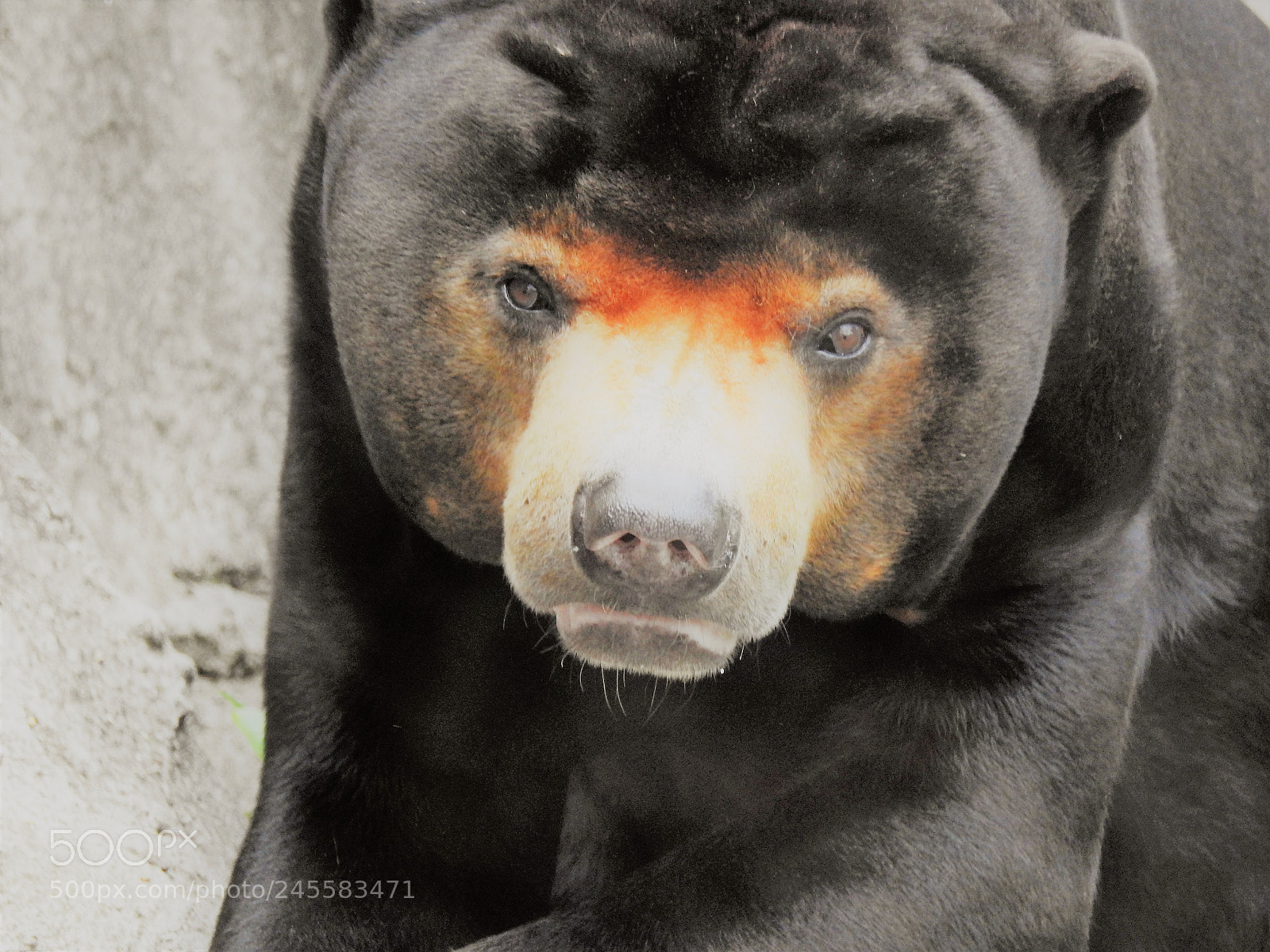 Nikon Coolpix P900 sample photo. Sun bear photography